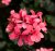 Hängpelargon Calliope ® Cascade Dark Salmon, stickling 3-pack