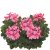 Hängpelargon Calliope ® Cascade Dark Salmon, stickling 3-pack