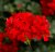 Hängpelargon Calliope ® Cascade Red, stickling 3-pack
