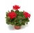 Hängpelargon Calliope ® Cascade Red, kruka