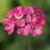 Pelargon Caliente Pink, stickling 3-pack