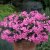 Pelargon Caliente Pink, stickling 3-pack