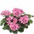 Pelargon Caliente Pink, stickling 3-pack