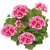 Pelargon Calliope ® Rose Splash, kruka