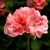 Pelargon Calliope ® Soft Coral, stickling 3-pack