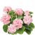 Pelargon Calliope ® Soft Coral, stickling 3-pack