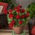 Pelargon Calliope ® Dark Red, kruka
