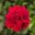 Pelargon Calliope ® Dark Red, kruka