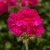 Pelargon Calliope ® Deep Rose, kruka