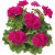 Pelargon Calliope ® Deep Rose, stickling 3-pack