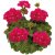 Pelargon Calliope ® Hot Pink, stickling 3-pack
