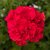 Pelargon Calliope ® Hot Pink, stickling 3-pack