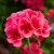 Pelargon Calliope ® Rose Splash, kruka