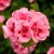 Pelargon Calliope ® Pink Splash, stickling 3-pack