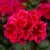 Pelargon Calliope ® Red Splash, stickling 3-pack
