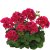 Pelargon Calliope ® Red Splash, stickling 3-pack