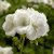 Pelargon Calliope ® White, stickling 3-pack
