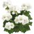 Pelargon Calliope ® White, stickling 3-pack