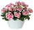 Pelargonium x hortorum Tango ® White Splash