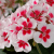 Pelargonium x hortorum Tango ® White Splash