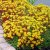 Sedum oreganum, Oregon Fetknopp, P9cm