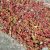 Sedum oreganum, Oregon Fetknopp, P9cm