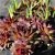 Sempervivum hybr. Commander Hay, Taklök, C11cm