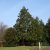 Sequoiadendron giganteum, Mammutträd, C5