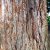 Sequoiadendron giganteum, Mammutträd, C5