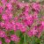 Silene x robotii Rolly´s Favourite ®, Trädgårdsglim, P9cm