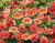 Småpetunia, Stickling, Million Bells MiniFamous ® Neo Mango