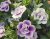 Småpetunia, Stickling, Million Bells MiniFamous ® Uno Double LavTastic