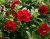 Småpetunia, Stickling, Million Bells MiniFamous ® Uno Double Red