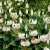 Lilium martagon Snowy Morning, Krollilja/Martagonlilja, P11cm