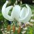 Lilium martagon Snowy Morning, Krollilja/Martagonlilja, P11cm