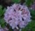 Rhododendron Knap Hill Soir de Paris, Azalea