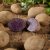 Sättpotatis Blaue Annelise 1kg Ekologisk