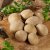 Sättpotatis Sunita 1kg Ekologisk