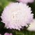 Aster, Sommar-, King Size Appleblossom
