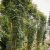 Sorbus aucuparia Autumn Spire ® (Flanrock), Rönn, 80 stam C7,5