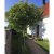 Sorbus commixta Carmencita, Japansk Rönn, 150 stam C12