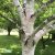 Betula utilis ssp. jacquemontii Doorenbos, Himalayabjörk