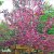 Malus Rubin, Purpurapel