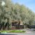 Salix alba var. sericea Boden Silver ® E, Silverpil