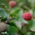 Cornus kousa China Girl, Kinesisk Blomsterkornell
