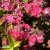 Hydrangea serrata Avelroz ®, Purpurhortensia, C2