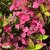 Hydrangea serrata Avelroz ®, Purpurhortensia, C2