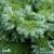 Larix kaempferi Blue Dwarf, Japansk Lärk