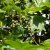 Platanus x hispanica, Platan
