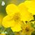 Dasiphora (Potentilla) fruticosa Goldfinger E, Ölandstok 10-pack